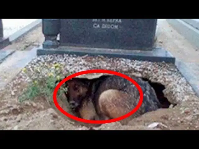 Video thumbnail for They Thought This Dog Was Grieving For Her Owner Until They Noticed What Was Underneath
