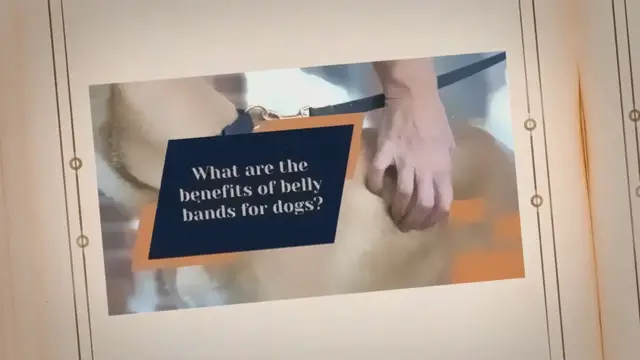 'Video thumbnail for Are Belly Bands For Dogs The Answer To All Of Your Problems?'