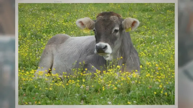 Video thumbnail for Are There Really Cows with Down Syndrome?