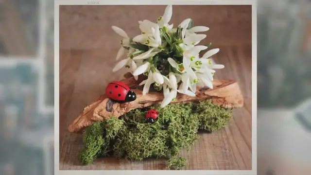 Video thumbnail for Do Ladybugs Hibernate in the Winter?