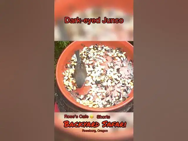 Video thumbnail for Backyard Safari - Shorts #birdwatching