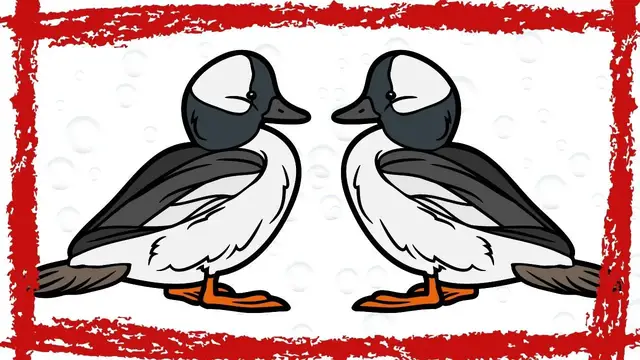 Video thumbnail for Bufflehead Duck (Bucephala albeola) Call & Sound | Bufflehead Duck Video | Bufflehead Duck Swimming