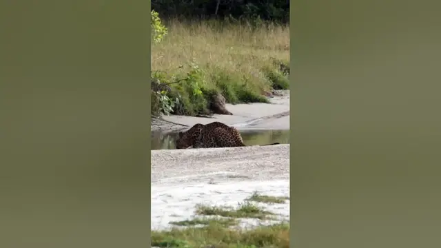 Video thumbnail for Leopard drinking water #shorts