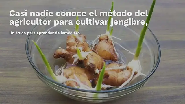 Video thumbnail for Cómo cultivar jengibre, ajo y limoncillo en casa: este es el método del agricultor