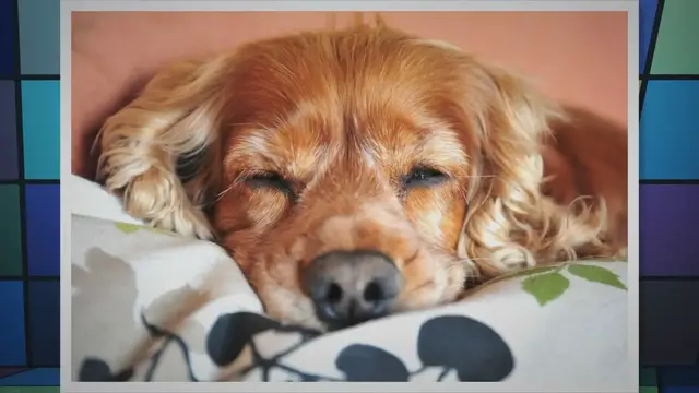 Video thumbnail for When does a Cocker spaniel come into season?