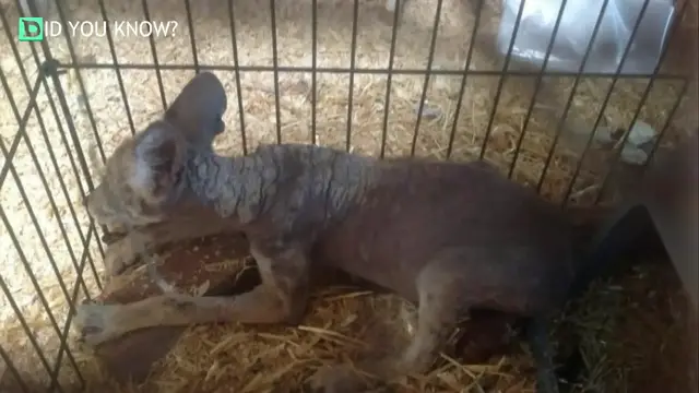 Video thumbnail for Woman Rescues Homeless DOG But It Turns Out It Isn’t a DOG After All