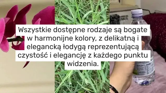 Video thumbnail for Storczyki, jak je rozmnożyć gałązkami kwiatowymi, aby rośliny od razu rosły