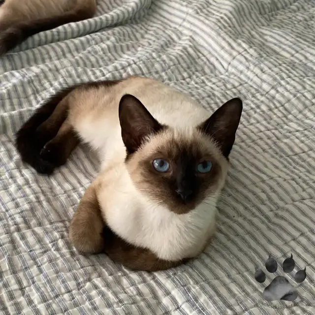 Video thumbnail for Can a Black Cat Be Part Siamese?