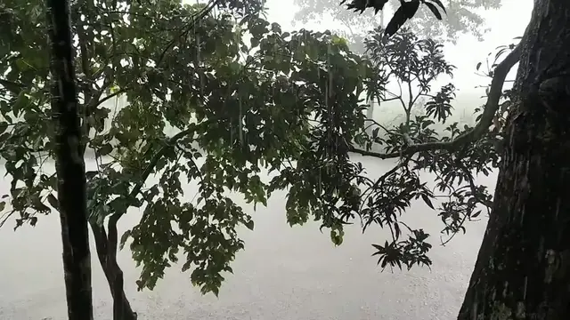 'Video thumbnail for #বৃষ্টি #পুকুরেবৃষ্টিপড়ারশব্দ #TinerChaleBrishty #Rainyday । বৃষ্টির শব্দে ঘুম । গ্রামীন দৃশ্য'