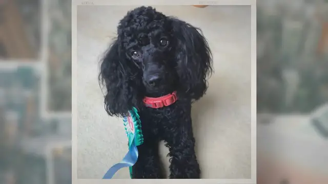 'Video thumbnail for When Should A Poodle First Get Trimmed, Clipped and Groomed? Find Out How To Decide The Best Time For A Poodle To Get Their First Haircut'