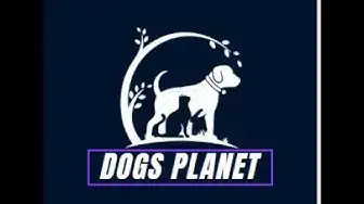 'Video thumbnail for Poodle Australian shepherd mix | Dog Breed'