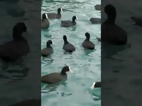 Video thumbnail for Eurasian Coots Fighting Each Other for Food | Eurasian Coots Trying to Find Food Under the Sea