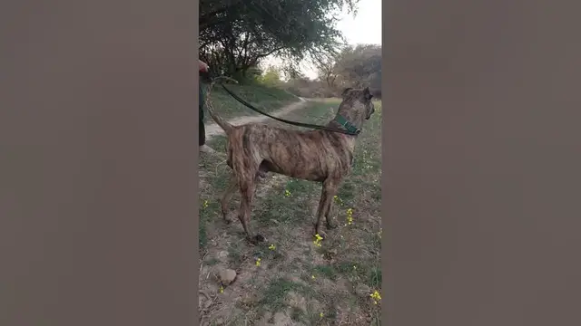 Video thumbnail for Sindhi dog Breed in Pakistan | dogs hunting | dogs #dogs #barkingdog