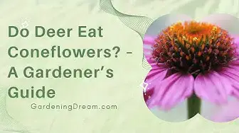 Video thumbnail for Do Deer Eat Coneflowers? – A Gardener’s Guide