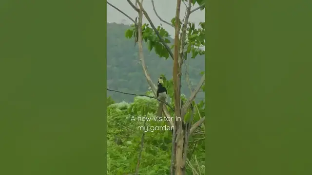 'Video thumbnail for My favorite bird Malabar Pied Hornbill in my garden #shorts'