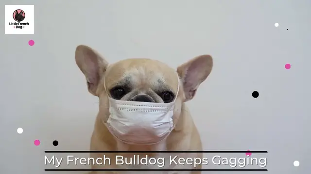 'Video thumbnail for My French Bulldog Keeps Gagging – What To Do!'
