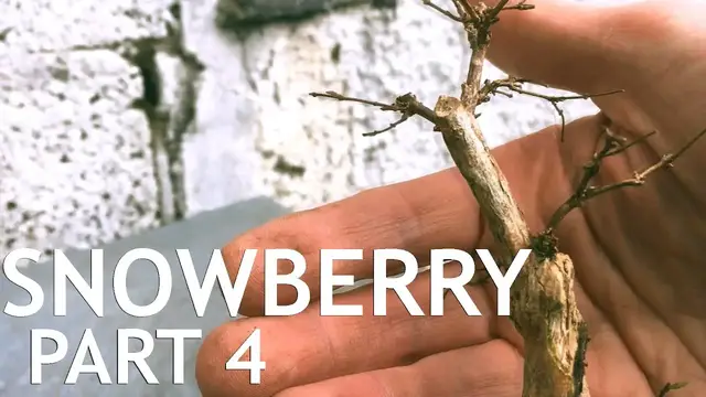 'Video thumbnail for SnowBerry Bonsai, Dug Up From a Garden, 4'