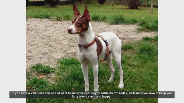 Video thumbnail for How to Bathe Your Valencian Terrier: Step-by-Step Guide
