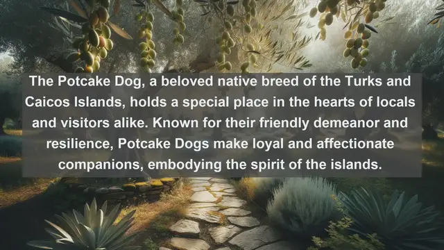 Video thumbnail for Discovering Turks and Caicos Islands' Top 10 Beloved Pets: Explore the Island's Furry and Feathered Companions