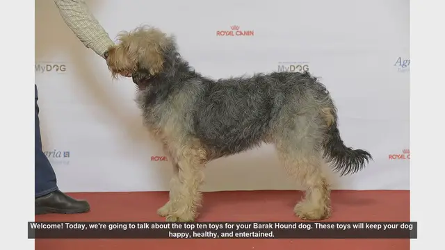 Video thumbnail for Top 10 Toys for Your Barak Hound: Keep Your Dog Happy and Healthy!