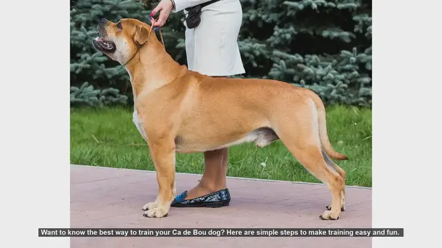 Video thumbnail for Easy and Fun Training Tips for Your Ca de Bou Dog