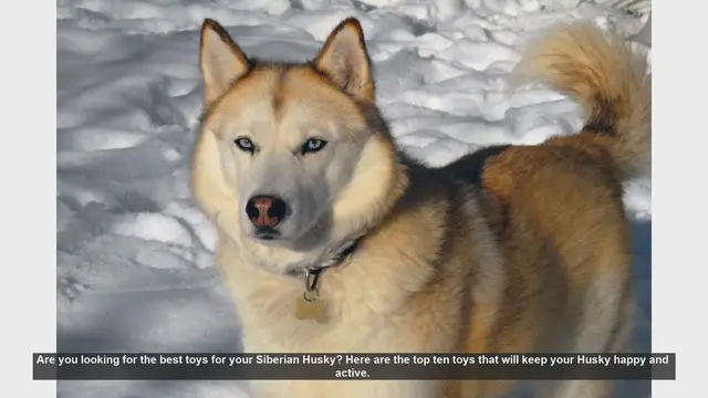 Video thumbnail for Top 10 Toys to Keep Your Siberian Husky Happy and Active