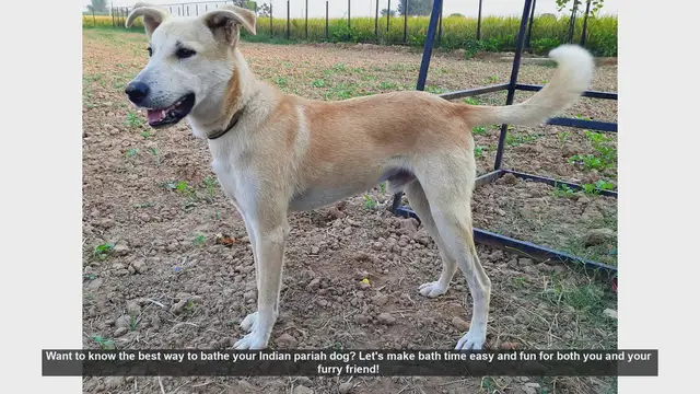 Video thumbnail for How to Bathe Your Indian Pariah Dog: Easy and Fun Tips!