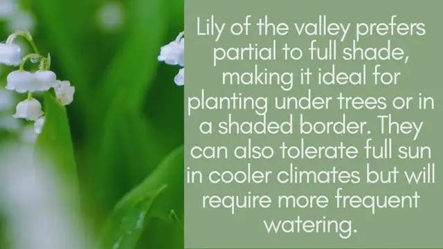 Video thumbnail for Lily of The Valley