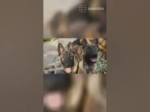 Video thumbnail for Gsd 101 Ears Up Paws Up