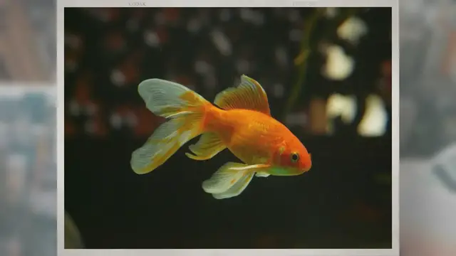 Video thumbnail for What Kind of Water Do Goldfish Need?