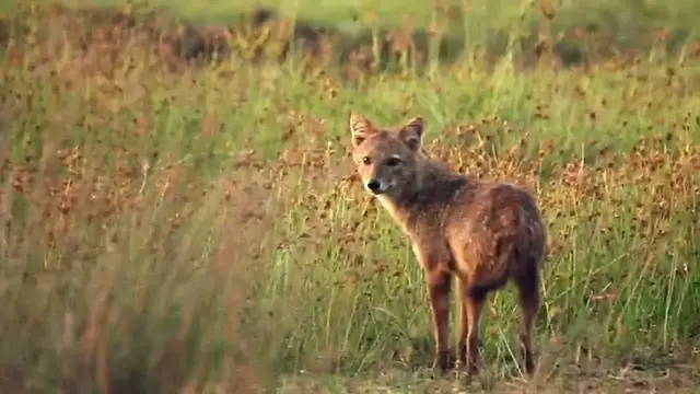 Video thumbnail for Golden jackals playing | Wilpattu national park