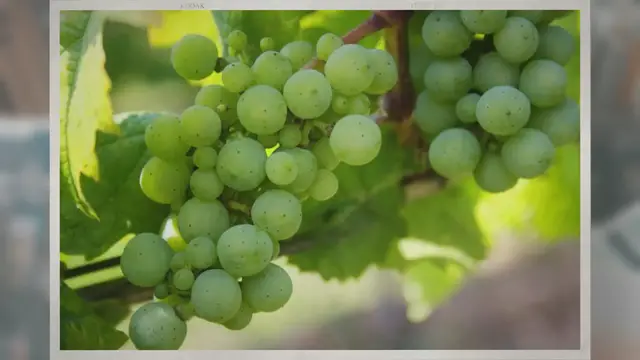 Video thumbnail for How Much Does a Grape Weigh?