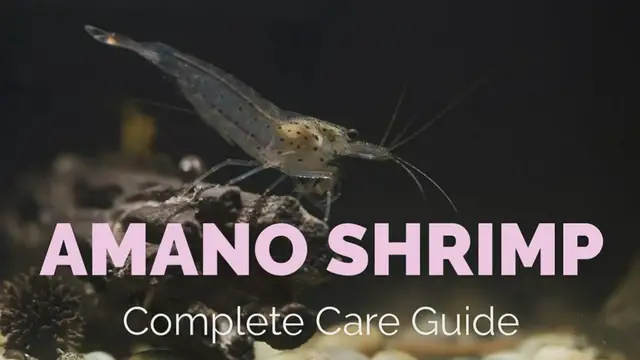 Video thumbnail for AMANO_SHRIMP_Guide