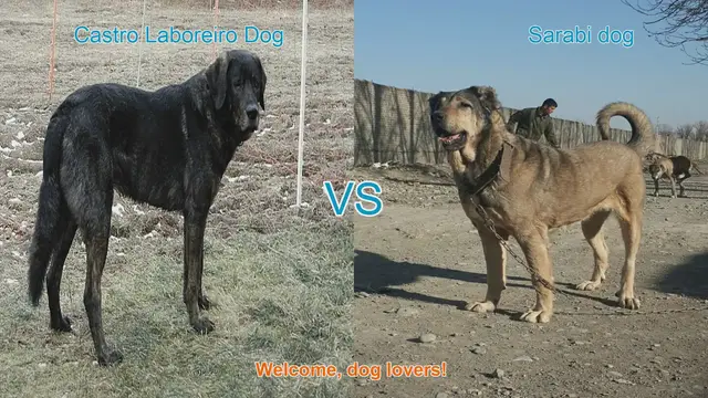 Video thumbnail for Castro Laboreiro Dog vs. Sarabi Dog: A Comprehensive Comparison