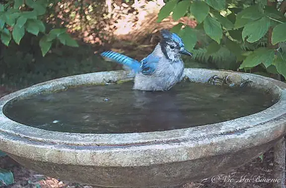 Video thumbnail for Blue Jay at Bird bath