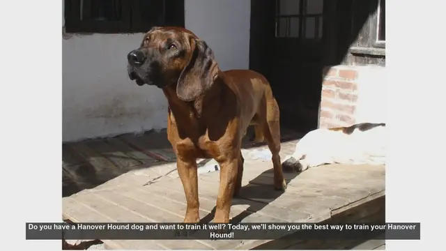 Video thumbnail for Effective Training Tips for Your Hanover Hound