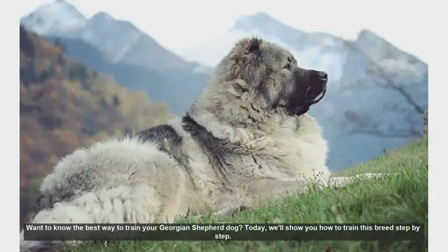 Video thumbnail for How to Train Your Georgian Shepherd Dog: Step-by-Step Guide