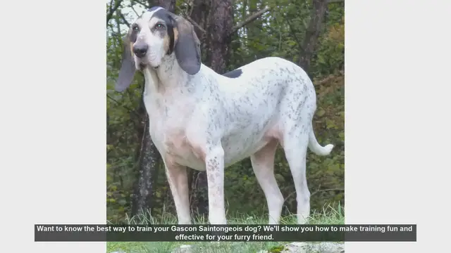 Video thumbnail for Effective Training Tips for Your Gascon Saintongeois Dog