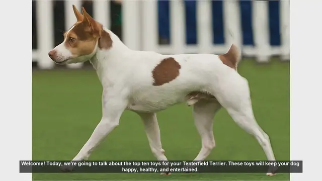 Video thumbnail for Top 10 Toys for Your Tenterfield Terrier: Keep Your Dog Happy and Healthy!