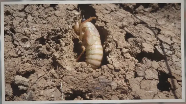 Video thumbnail for Do Honey Bees Nest in the Ground?