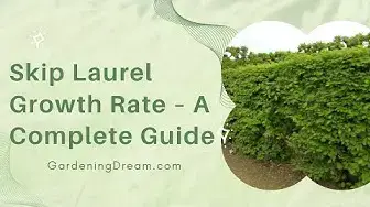 Video thumbnail for Skip Laurel Growth Rate – A Complete Guide