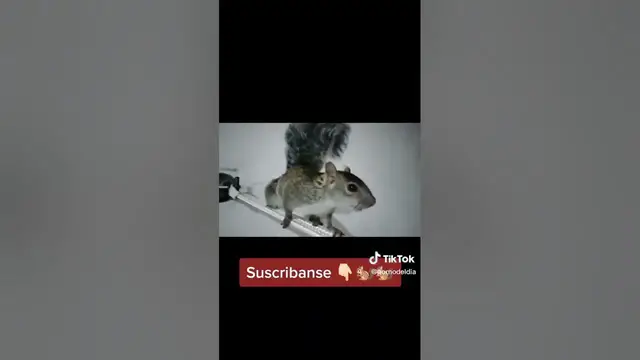 Video thumbnail for #Concon 🐿️👇🏻😂😂😂 #fy #fyppppppppppppppppppppppp #comedia #todos #tiktok #wxyz #risa