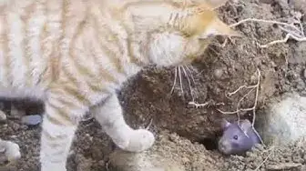 'Video thumbnail for Hai Tikus! Hai Kucing! #Shorts #FunnyCats'