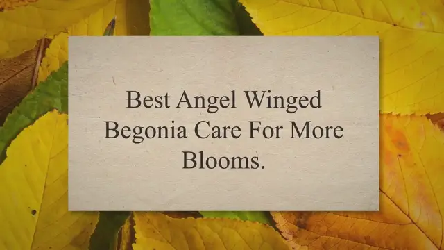 'Video thumbnail for Best Angel Winged Begonia Care For More Blooms'