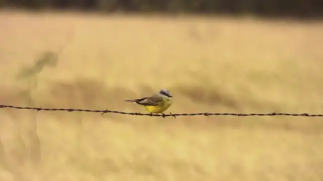 Video thumbnail for Lower Rio Grande Valley Wild Birds v2