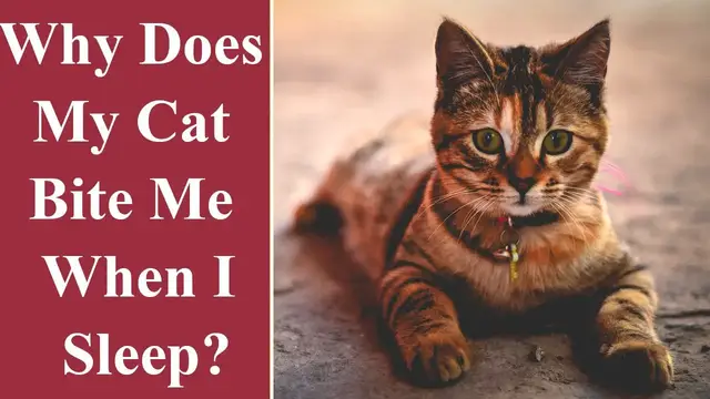 'Video thumbnail for Why Does My Cat Bite Me When I Sleep'