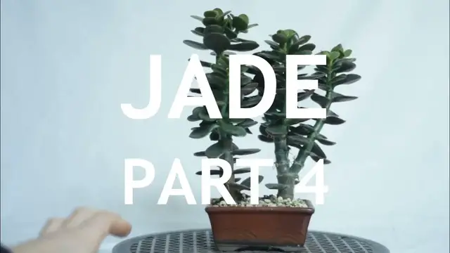 'Video thumbnail for Jade Bonsai, Part 4'