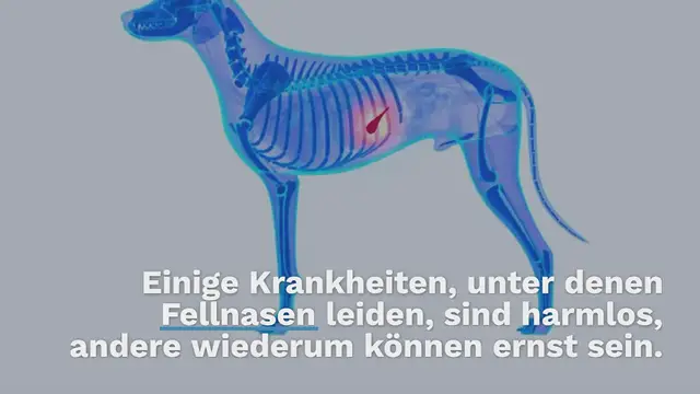 Video thumbnail for Pankreatitis beim Hund: Lebenserwartung & Ursachen erklärt