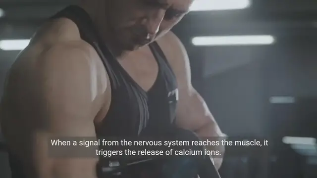 Video thumbnail for The Science of Muscle Contraction - Explained