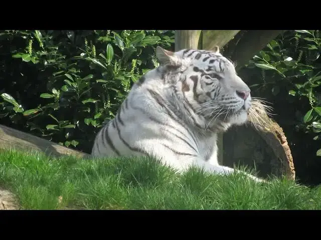 Video thumbnail for How Do Tigers Choose the Best Drinking Spots?
